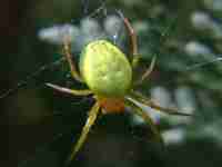Krappenspinne