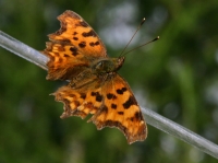 C-Falter