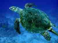 Schildkrte