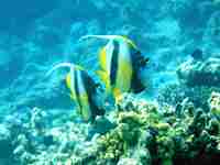 Wimpelfische