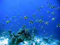 Wimpelfische