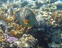 Nashornfisch