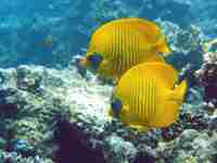 Falterfische