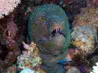 Murne